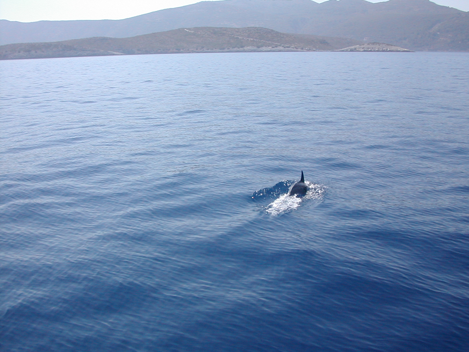 Dolphin in the Aegean
